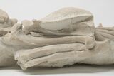 Articulated, Fossil Oreodont (Miniochoerus) Skeleton - Wyoming #197374-17